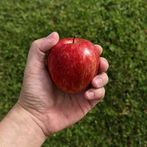 A realistic photo of a hand holding a red apple, with all fingers clearly visible. - OpenAI GPT Image 2.5 Flare