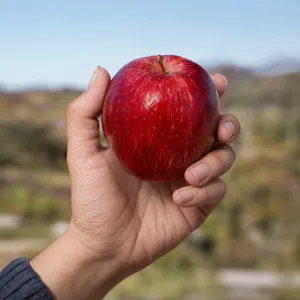 A realistic photo of a hand holding a red apple, with all fingers clearly visible. - OpenAI GPT Image 2.5 Sunburst