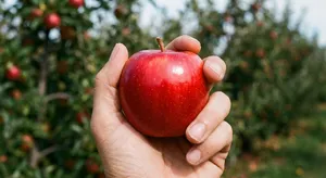 A realistic photo of a hand holding a red apple, with all fingers clearly visible. - Google Nano Banana Pro