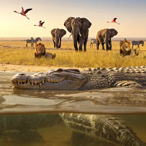 A misty dawn at an African savanna watering hole where elephants, lions, and zebras coexist in tense harmony, with a crocodile partially submerged in the foreground and flamingos taking flight in the background, golden hour lighting. - Reve Reve Image (Halfmoon)