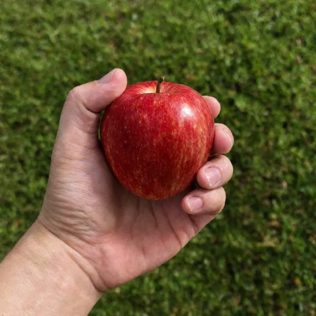A realistic photo of a hand holding a red apple, with all fingers clearly visible - OpenAI GPT Image 2.5 Flare