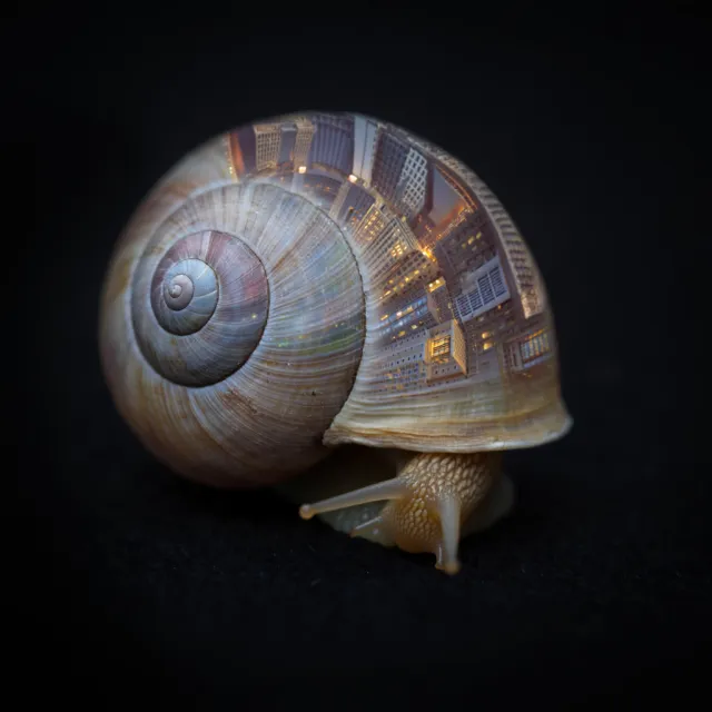 A snail whose shell contains a miniature city skyline, depicted in a hyperrealistic macro… - Reve Image (Halfmoon)